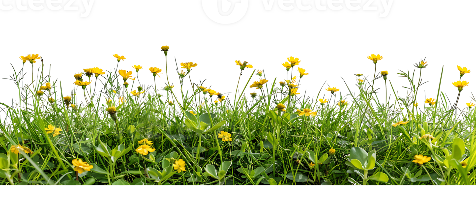 Meadow Marvel Transparent Isolated Yellow Blooms png