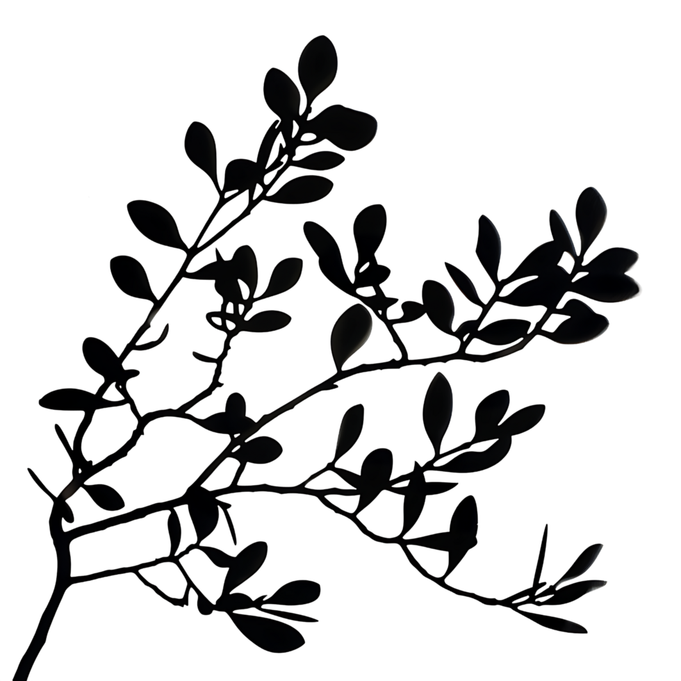Clear and Crisp Branches Silhouette Isolation png