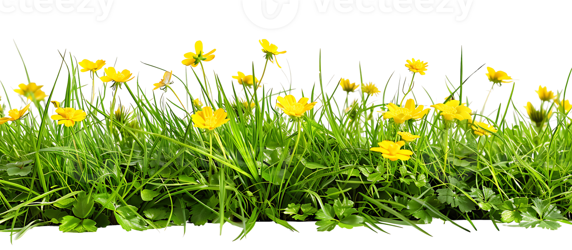 Sunlit Yellow Flowers Transparent Foreground Isolation png