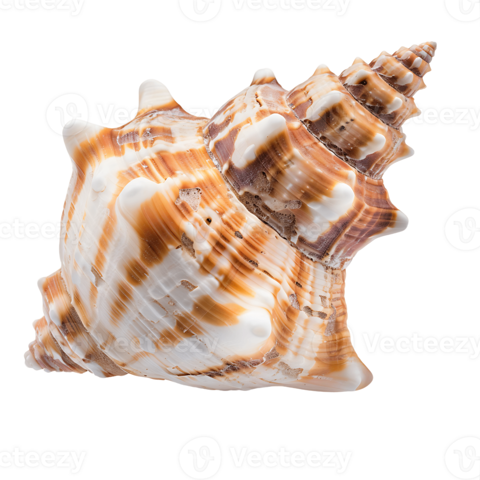 Seashell Transparent Background Cutout png