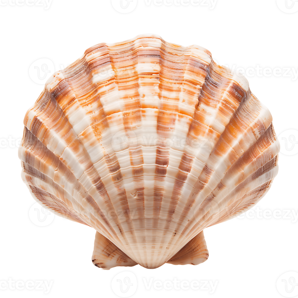 Marine Seashell Isolated on Transparent Backdrop png