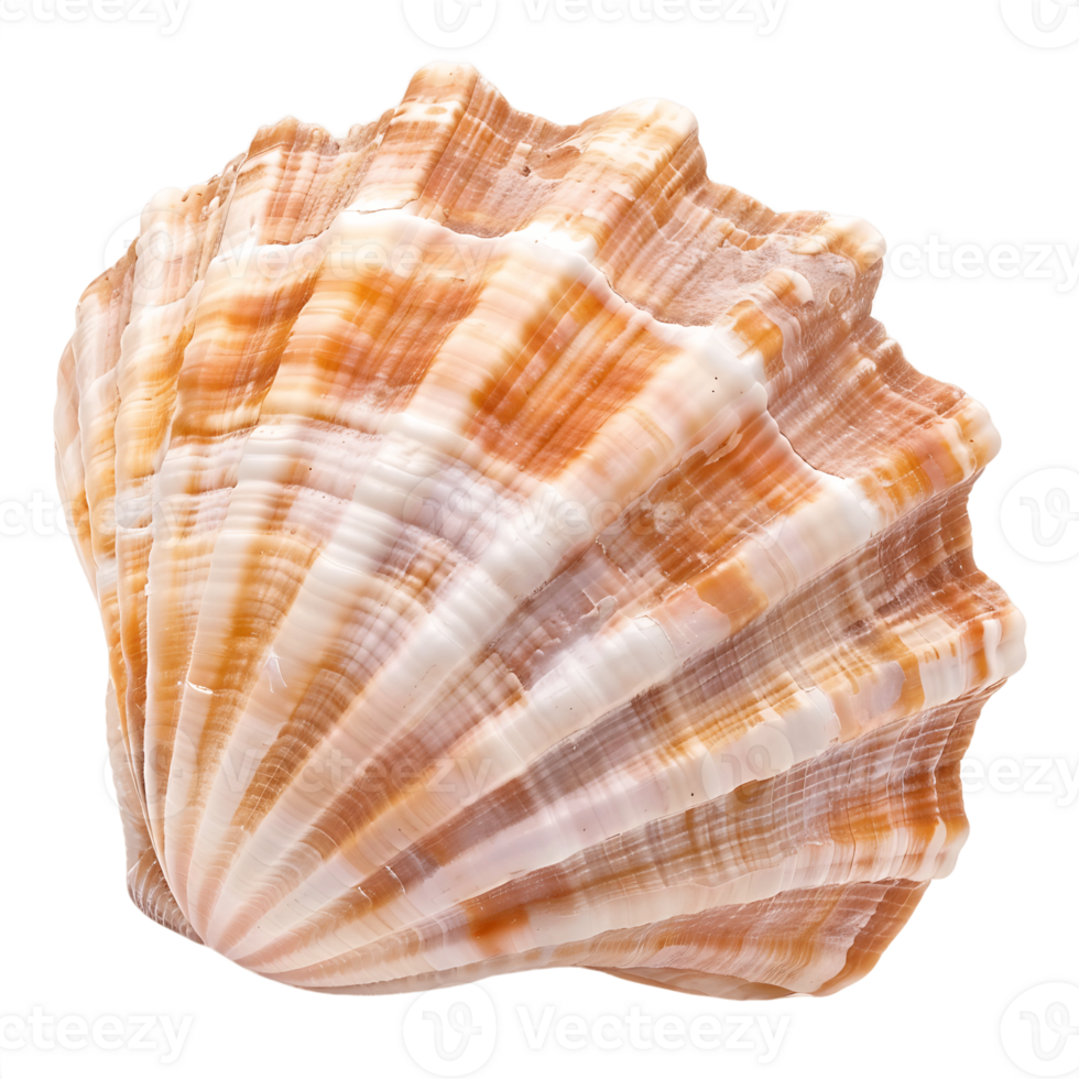 Seashell Splendor Transparent Isolation png
