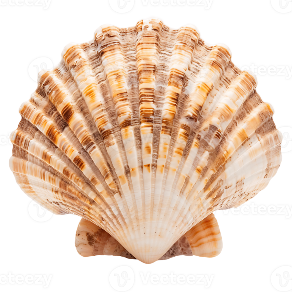 Pristine Seashell Transparent Cutout png