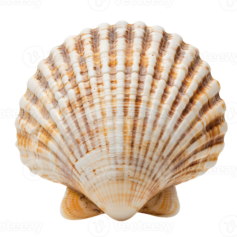 Delicate Seashell Isolated Transparent Backdrop png