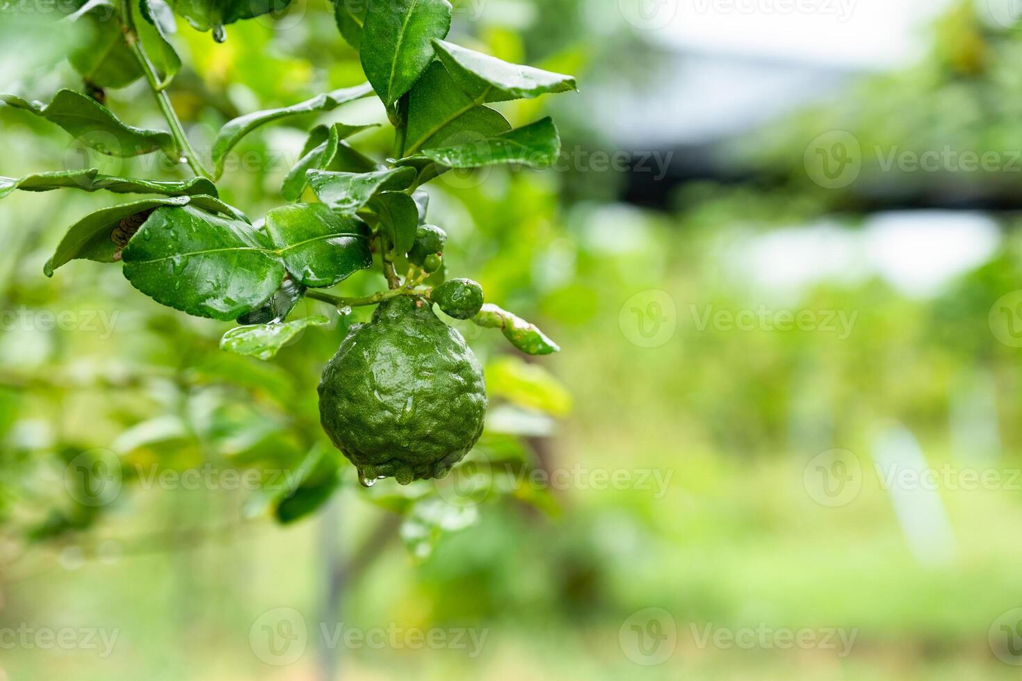 Bergamot fruit with green leaf on branch on garden background photo