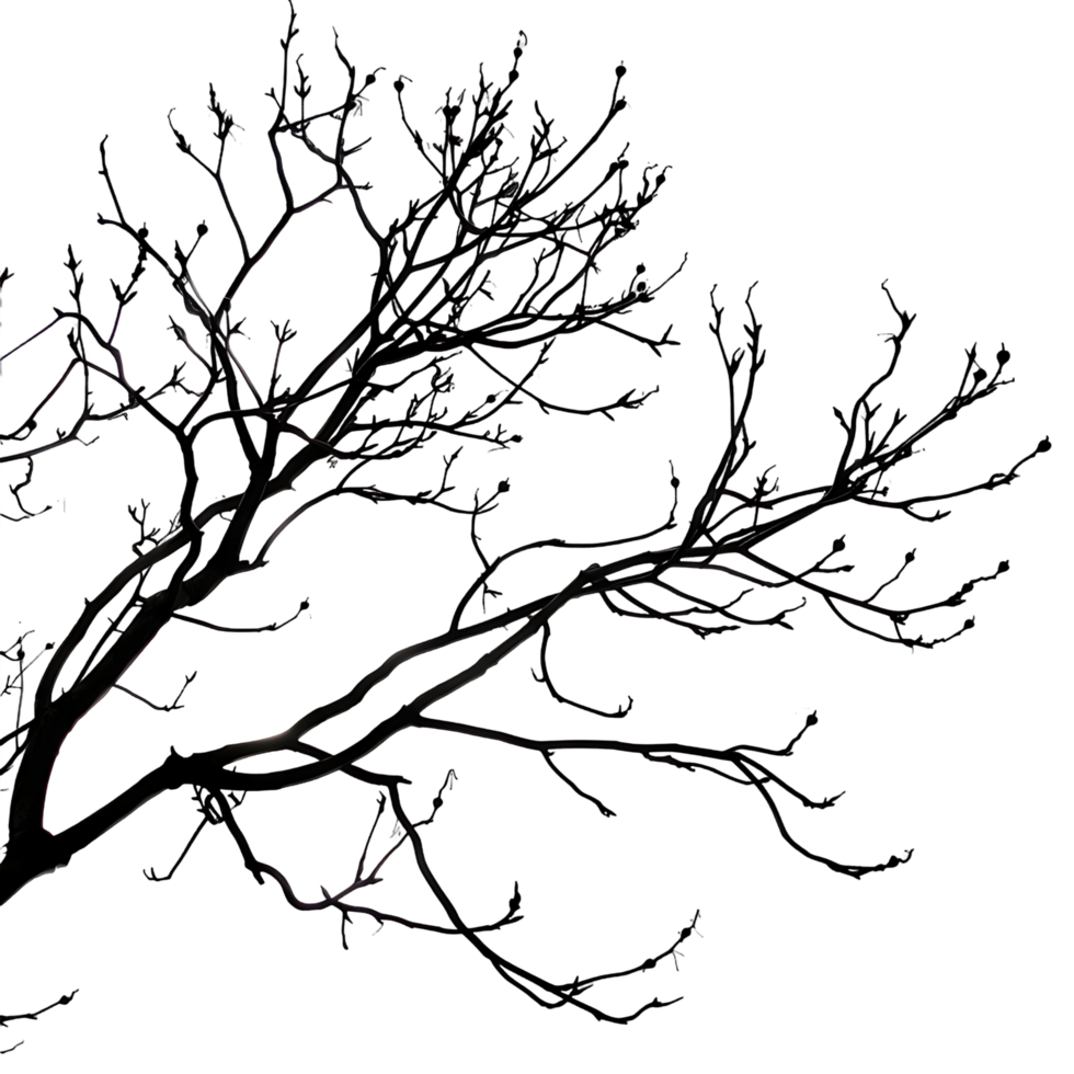 Silhouette of Branches Clipped with Transparency png