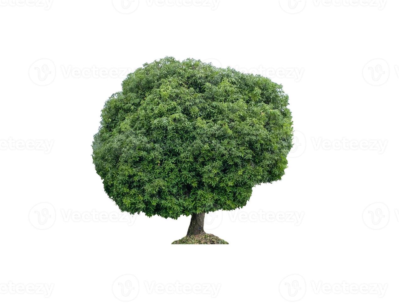 Big Mangoo tree green leaves with trunk photo