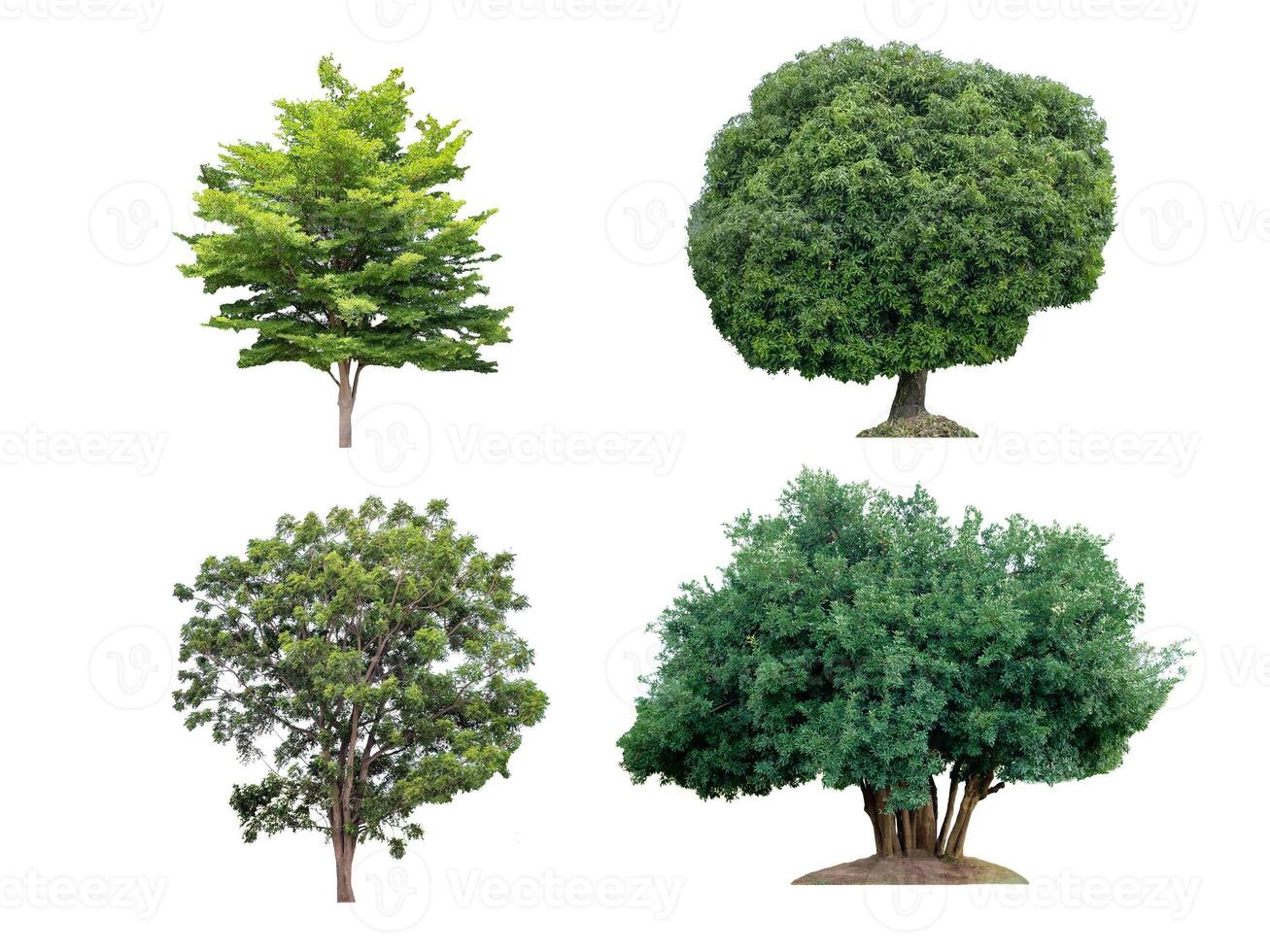 Collection various species large tree on white background photo