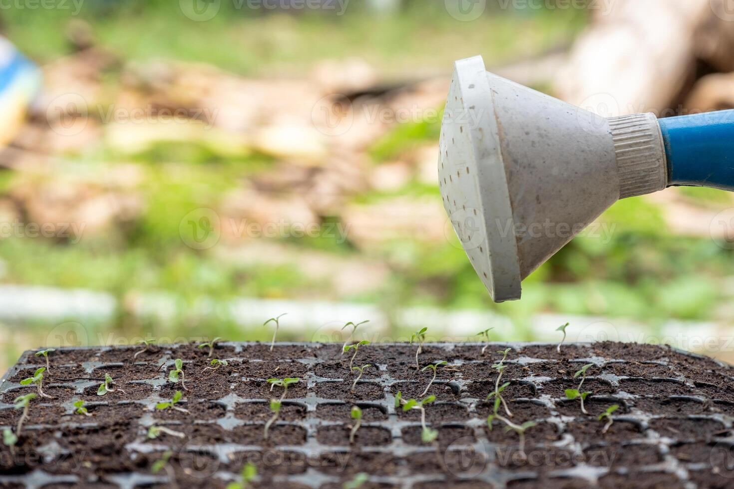 Watering can pouring water on sapling in tray photo