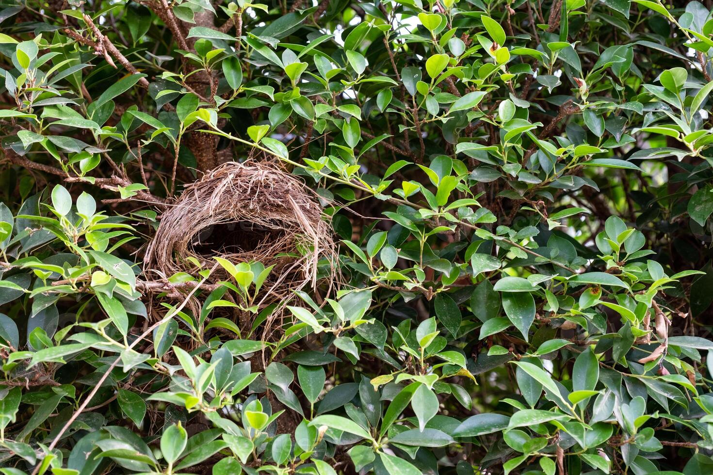 Empty Bird's nest on banyan tree photo