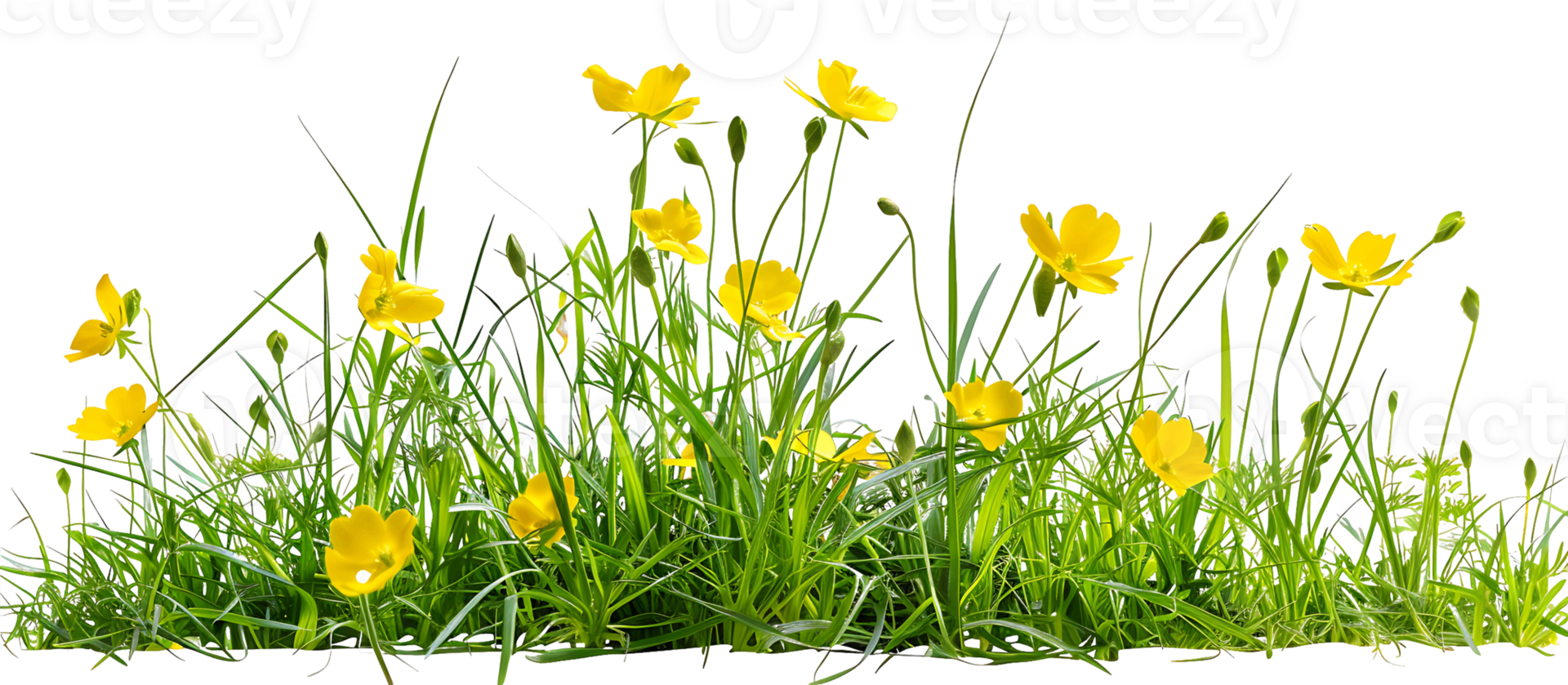 Floral Focus Isolated Yellow Blooms with Transparency png