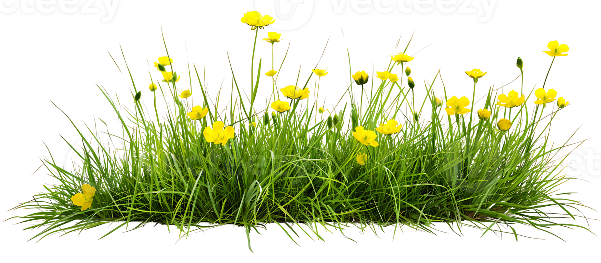 Golden Glow Transparent Background Yellow Flowers png