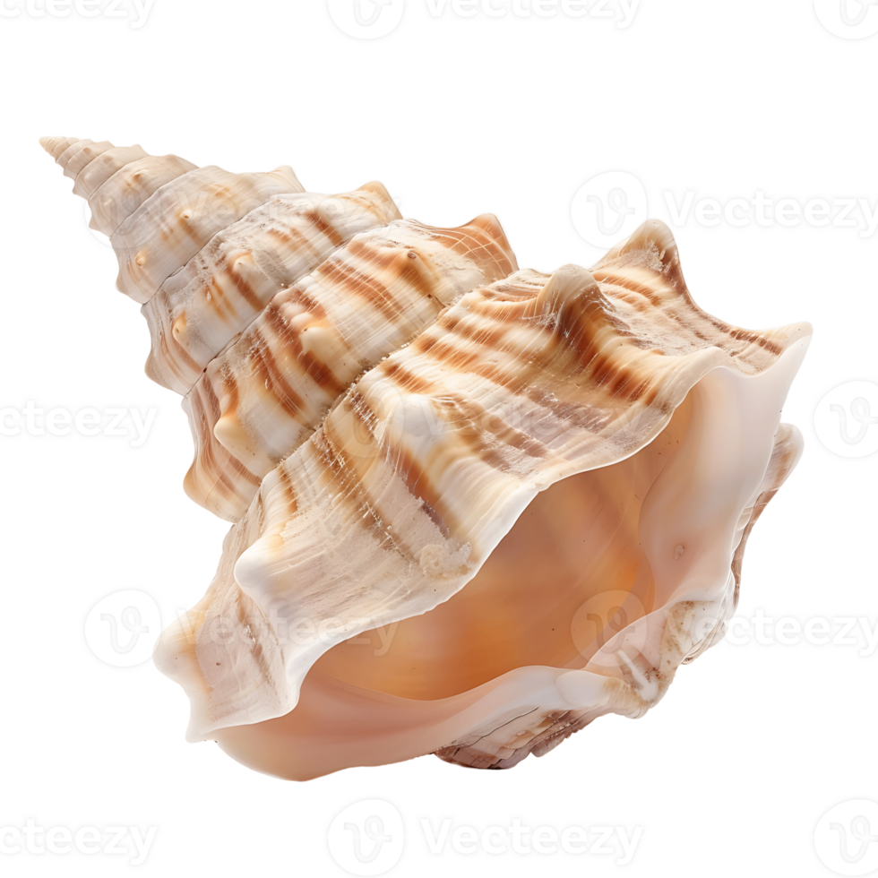 Seashell Specimen Transparent Background Isolation png