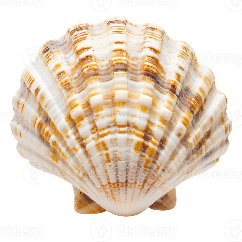 Beachcomber's Find Transparent Background Cutout png