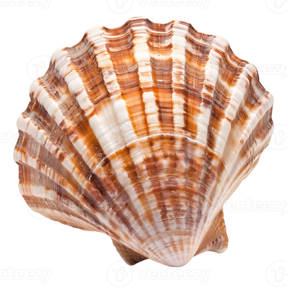 Exquisite Seashell Transparent Cutout png