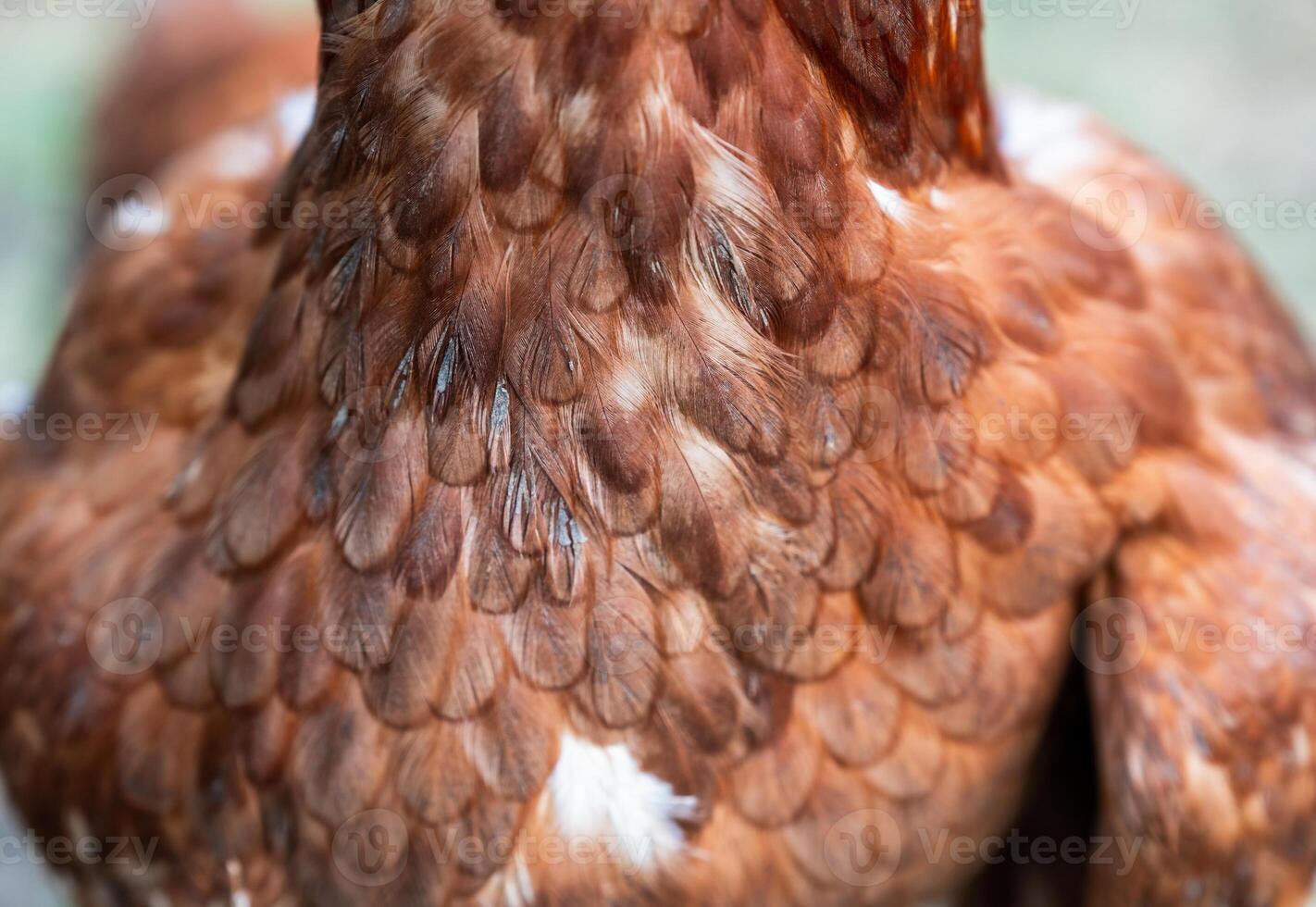 Throat with feather brown layer chicken photo