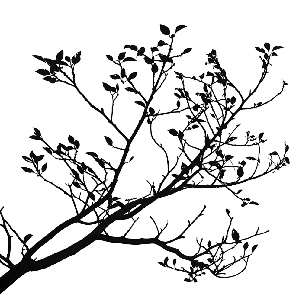 Clear Background Branches Silhouette Clip Out png