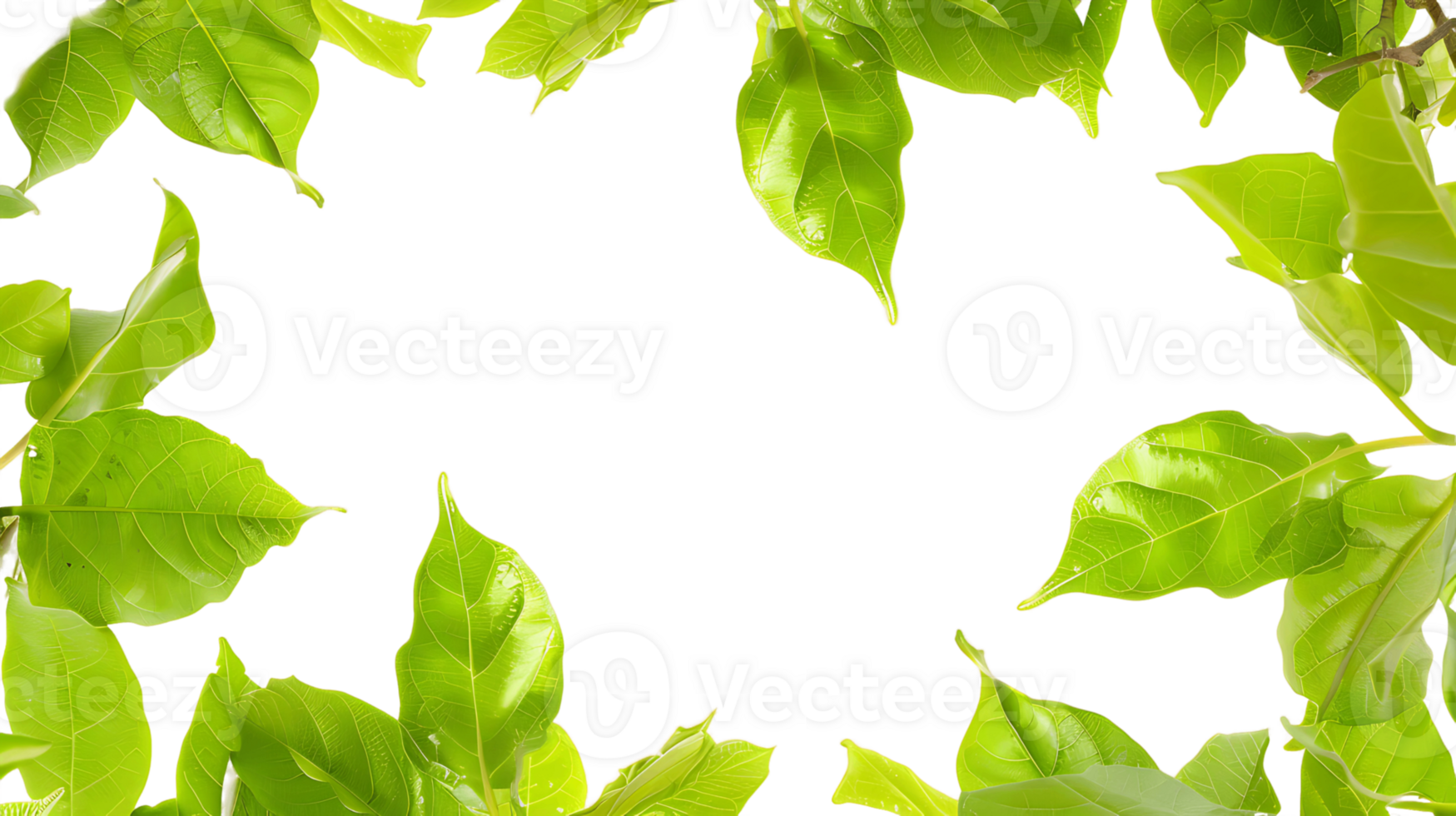 Green Foliage Surrounding Transparent Cutout png