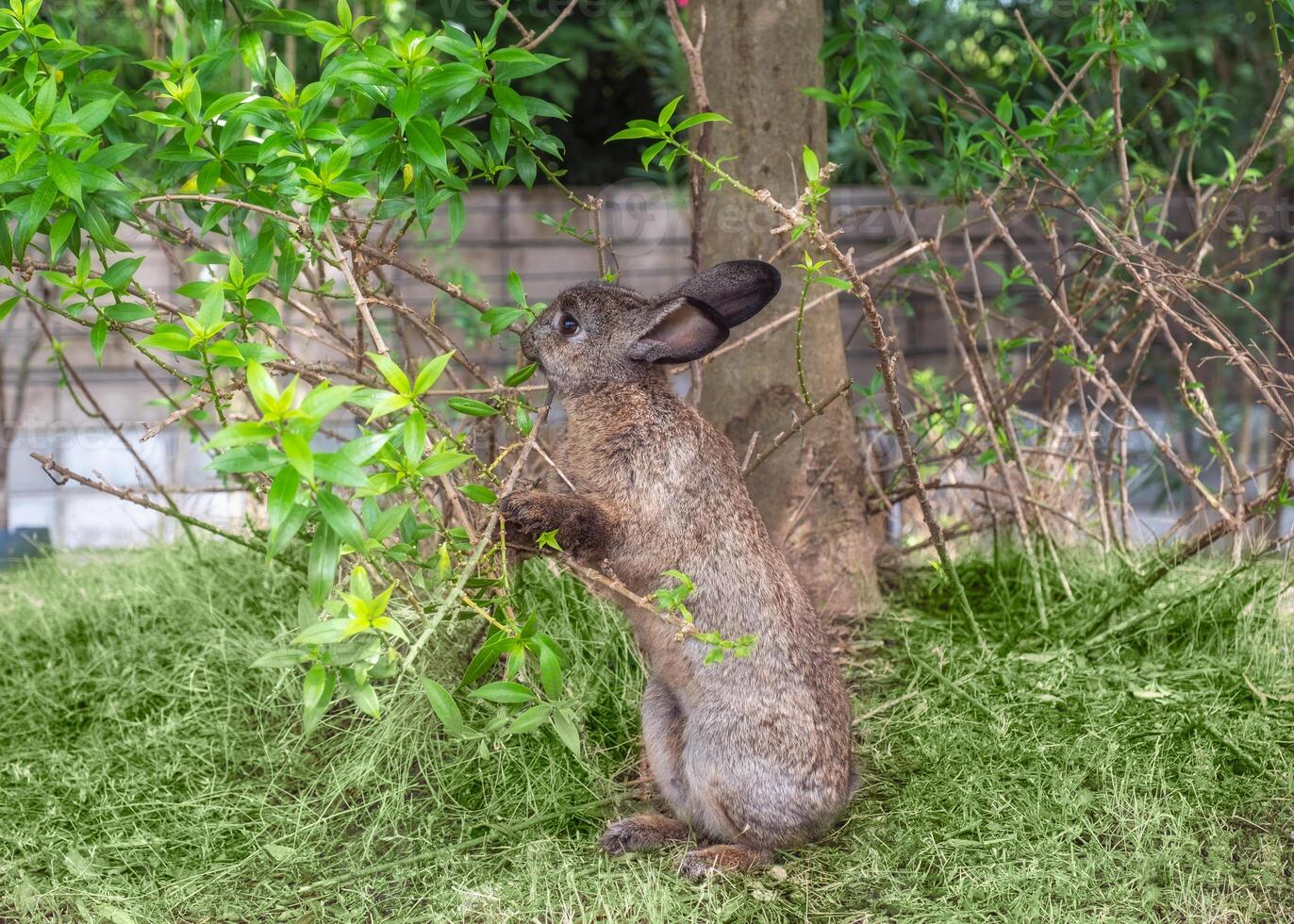Brown Rabbit holding branch with eating leaf photo