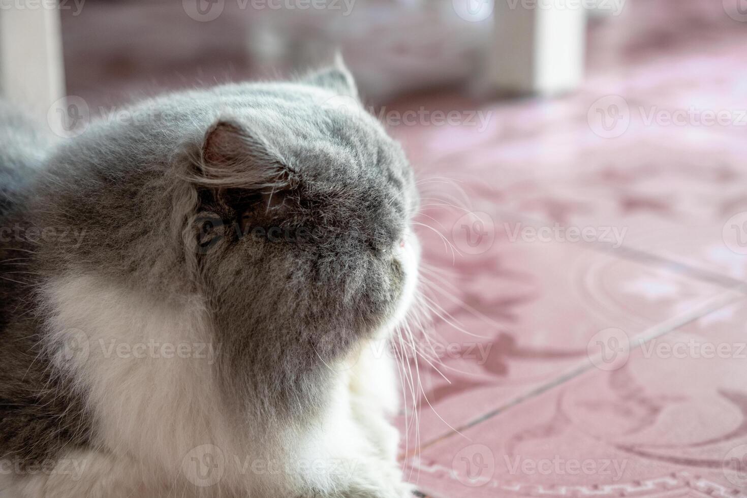 Persian white gray cat fluffy long hair lying with looking photo