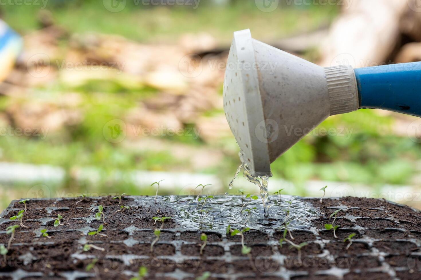 Watering can pouring water on sapling in tray photo