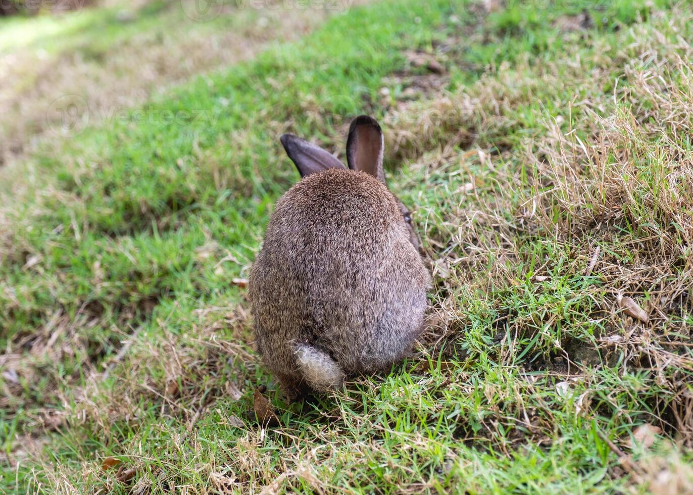 Rear of brown rabbit standing on lawn photo