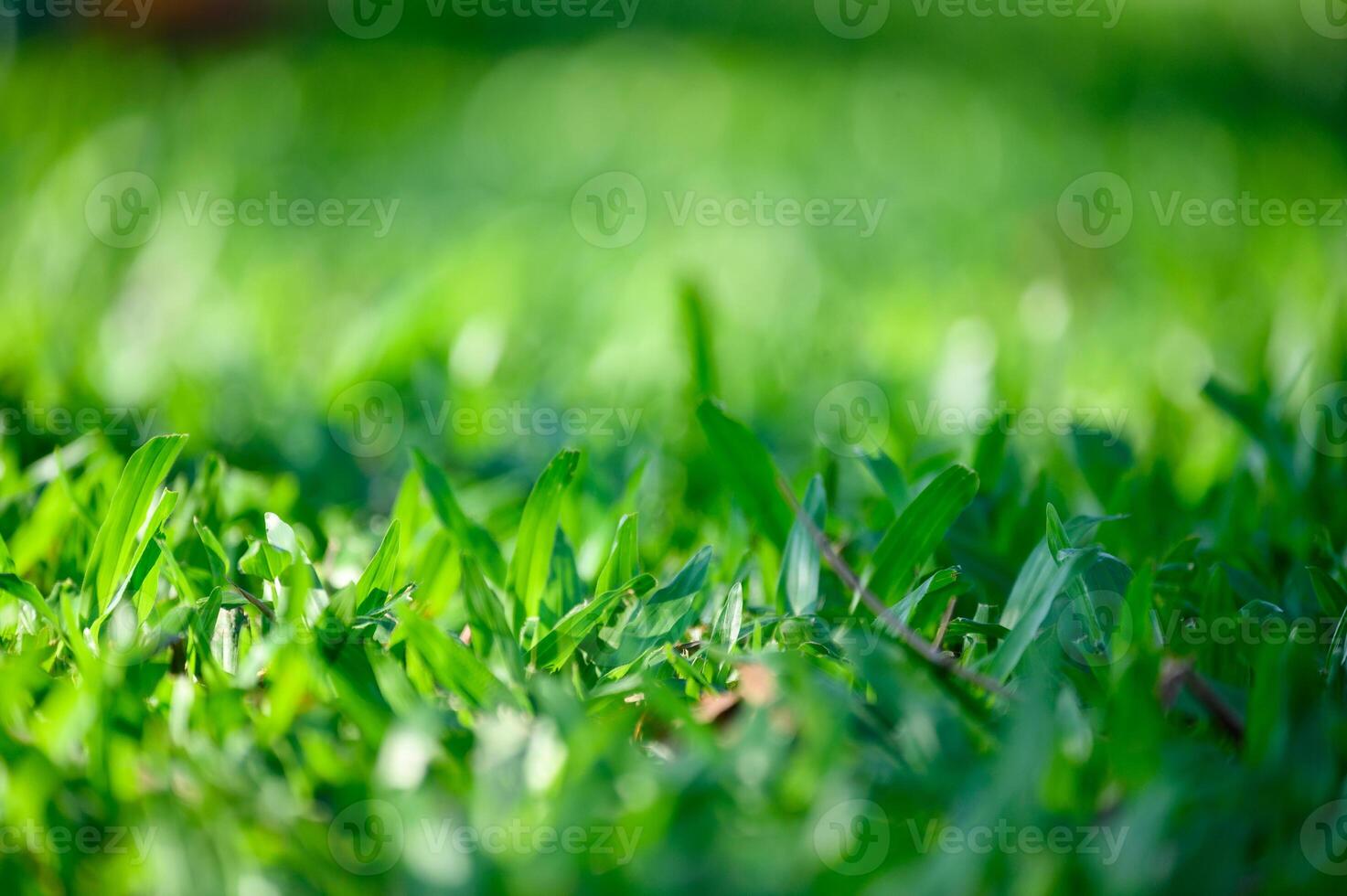 Green leaves on green grass background photo