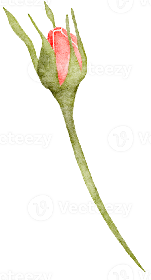 Watercolor Pink Rose png