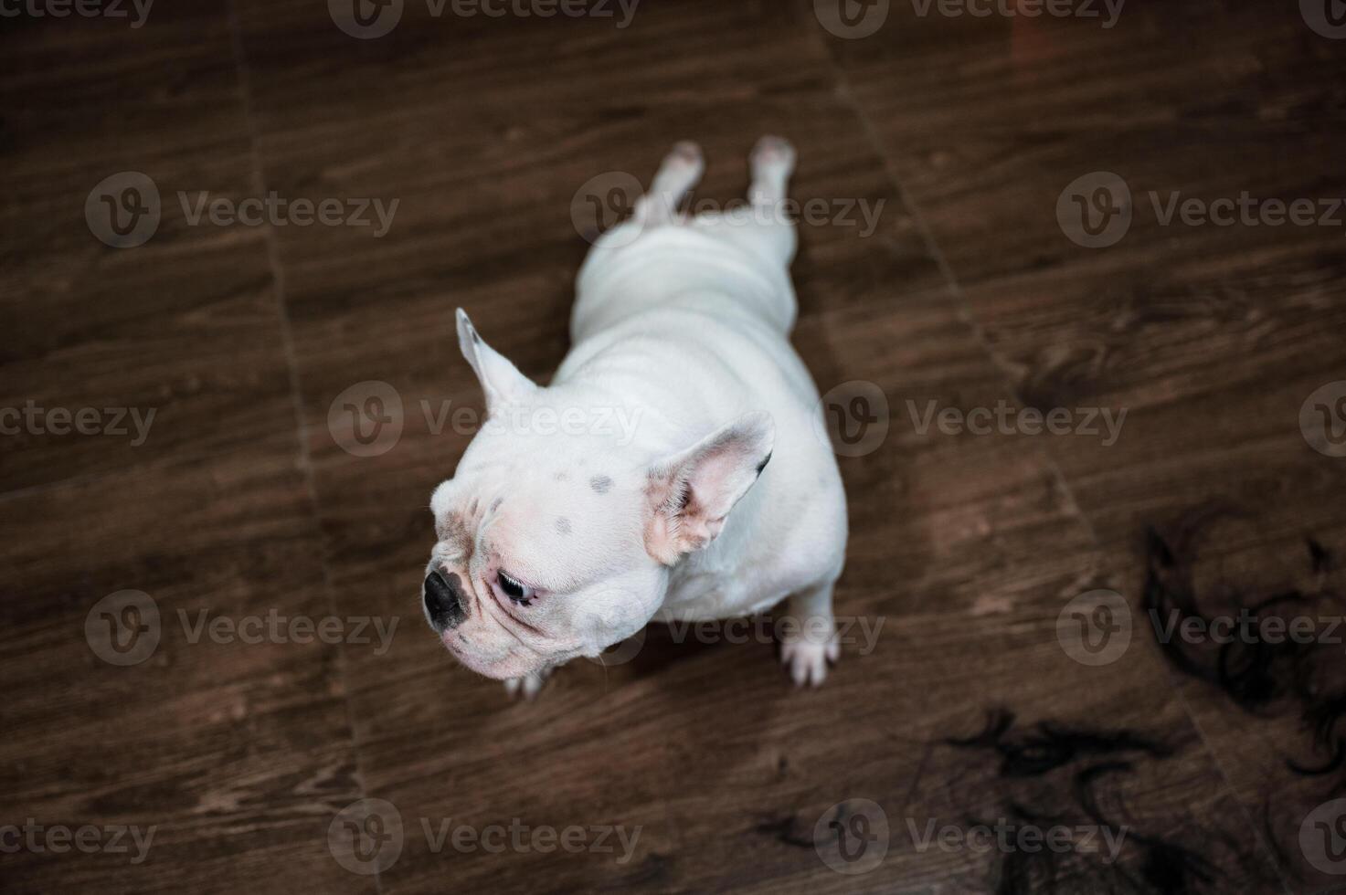 White puppy french bulldog body stretching photo