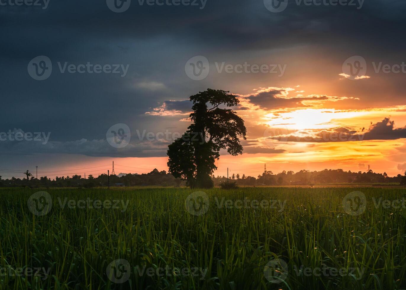 Tree in rice field with stormy sky at sunset in rural photo