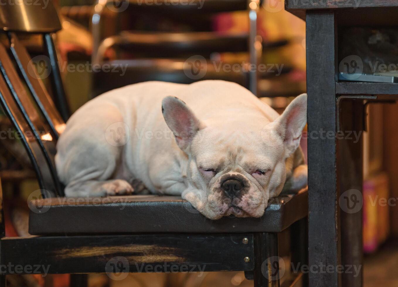 Adorable white French Bulldog sleeping on a chair photo