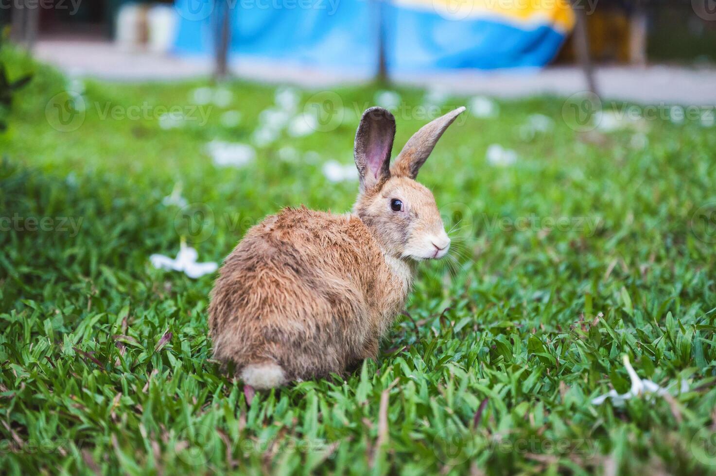 Brown rabbit on grass with flowers in garden photo