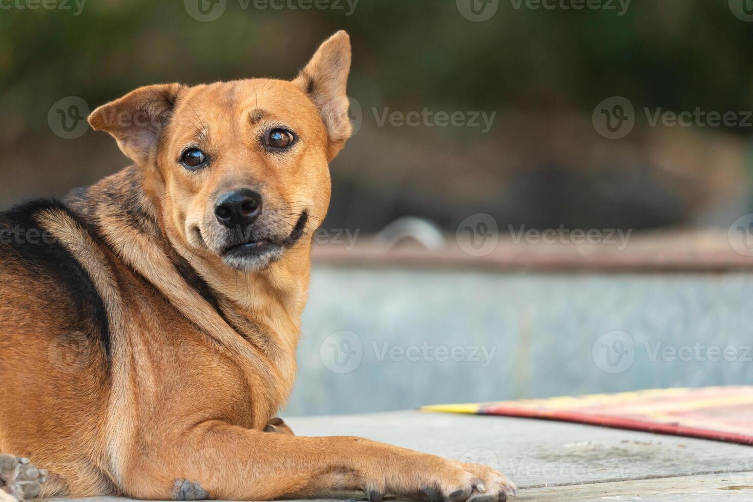 Brown domestic dog lying and looking at camera photo