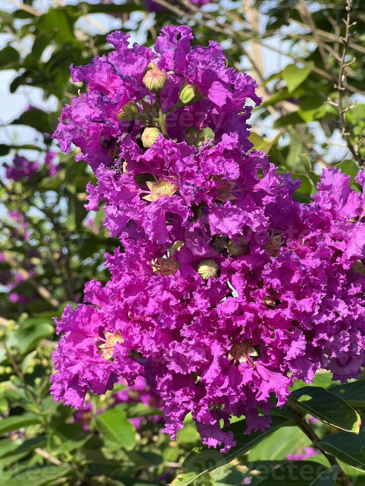 beautiful crape myrtle flowers in the garden photo