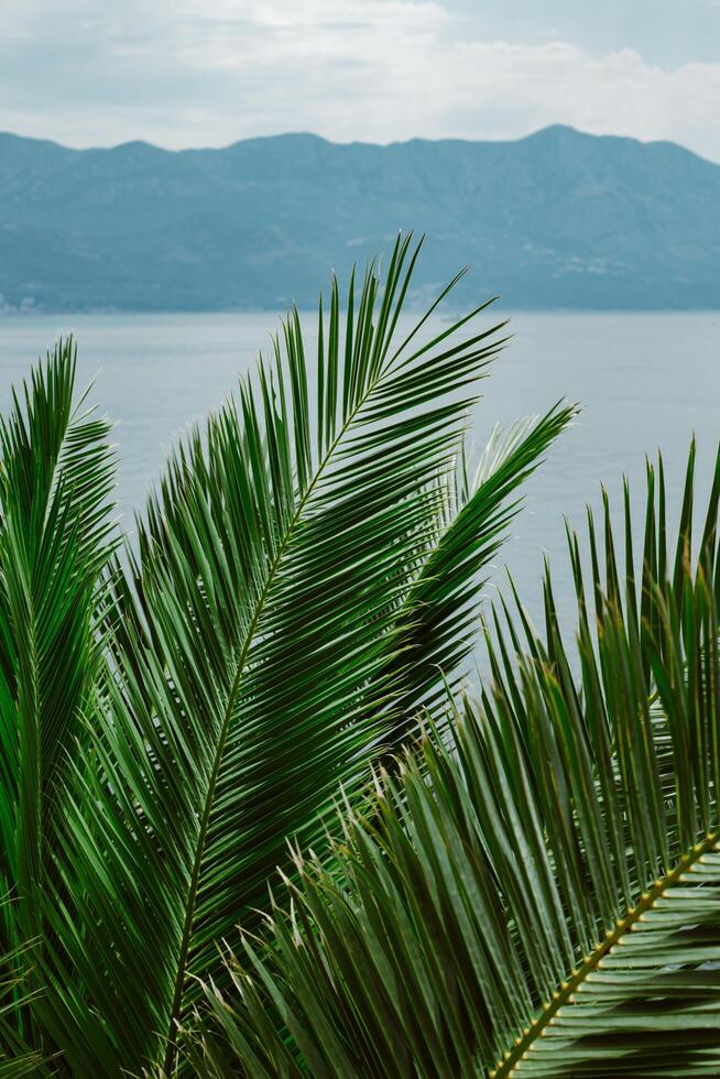 Green palm leaves in a sunlight. Summer seascape background. photo