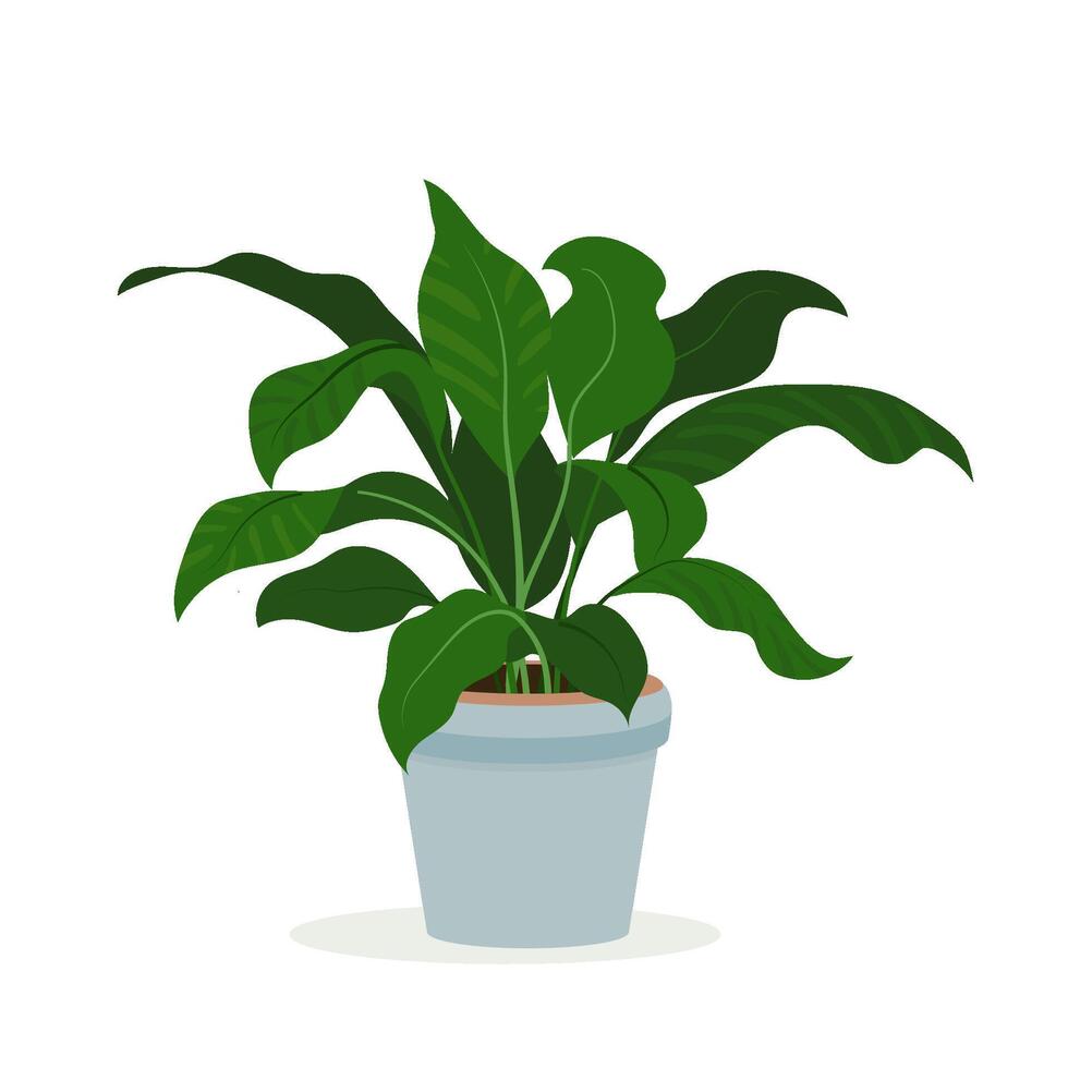 Spathiphyllum houseplant in pot for interior decoration. Peace lily home plant in flowerpot. flat illustration indoor flower in a pot on a white background vector
