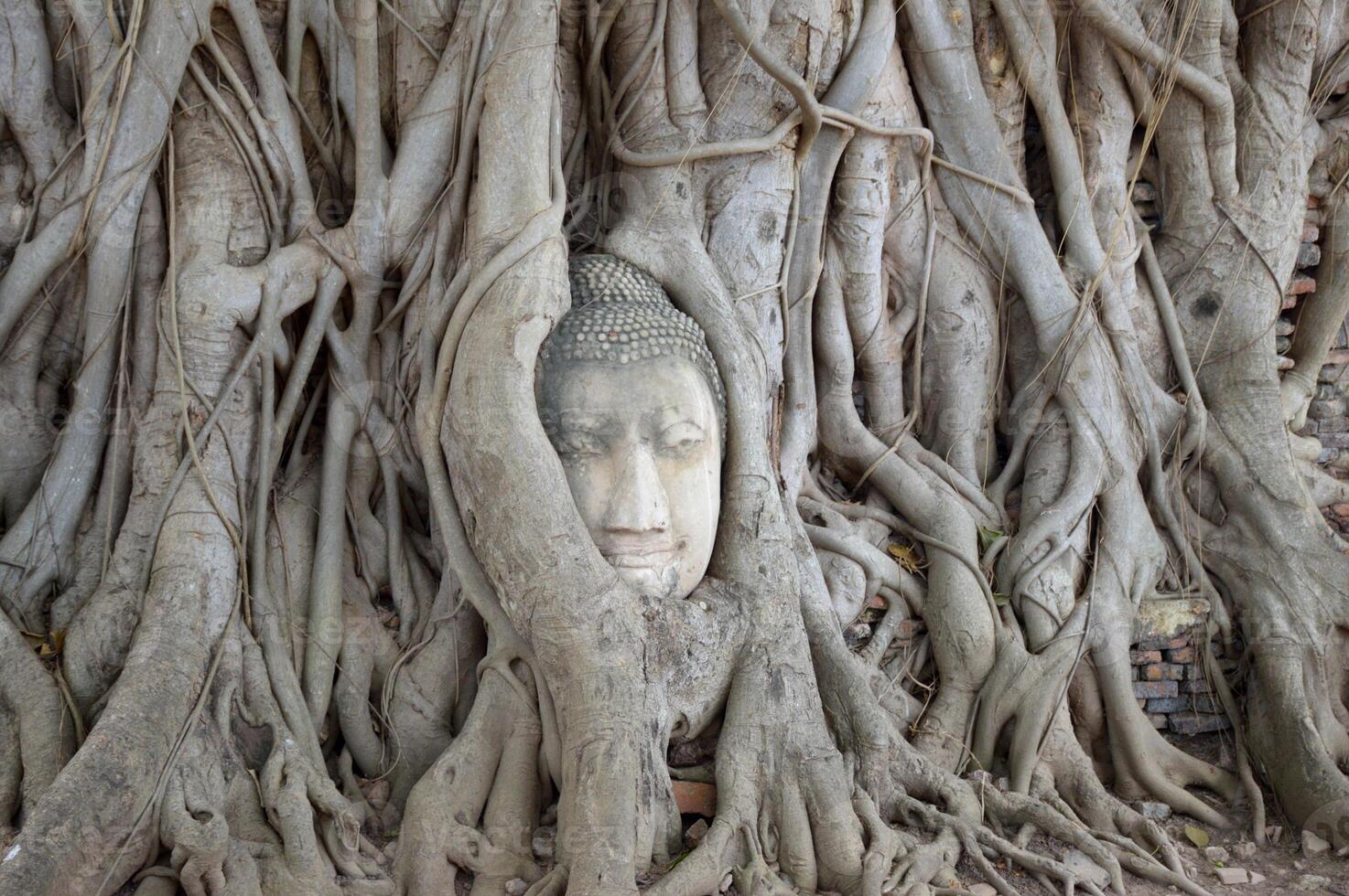 Head of the Buddha on tree trunk at Wat Mahathat, Ayutthaya Province,Thailand. photo