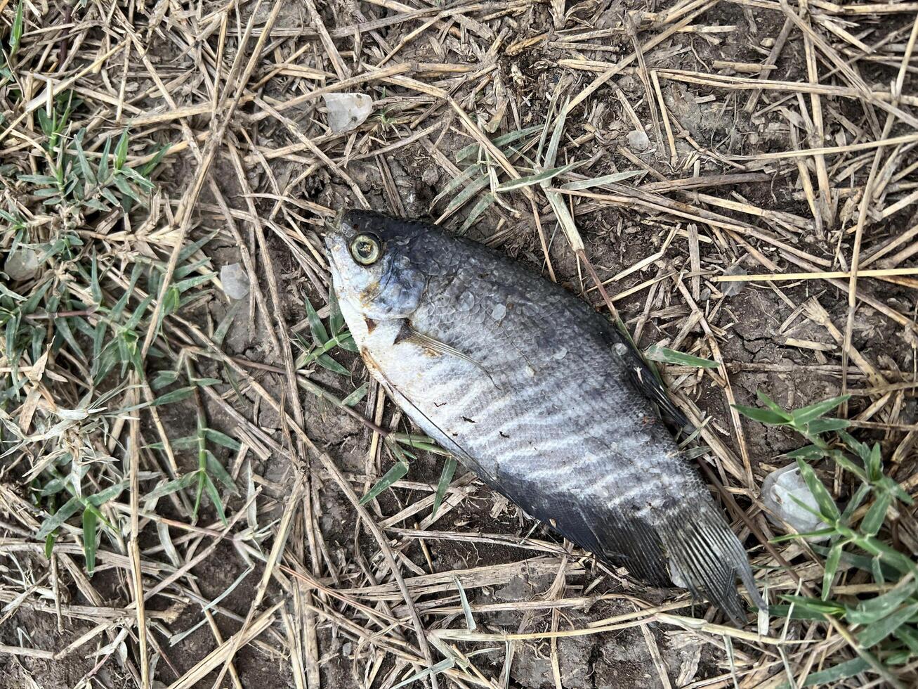dead gourami fish on the ground photo