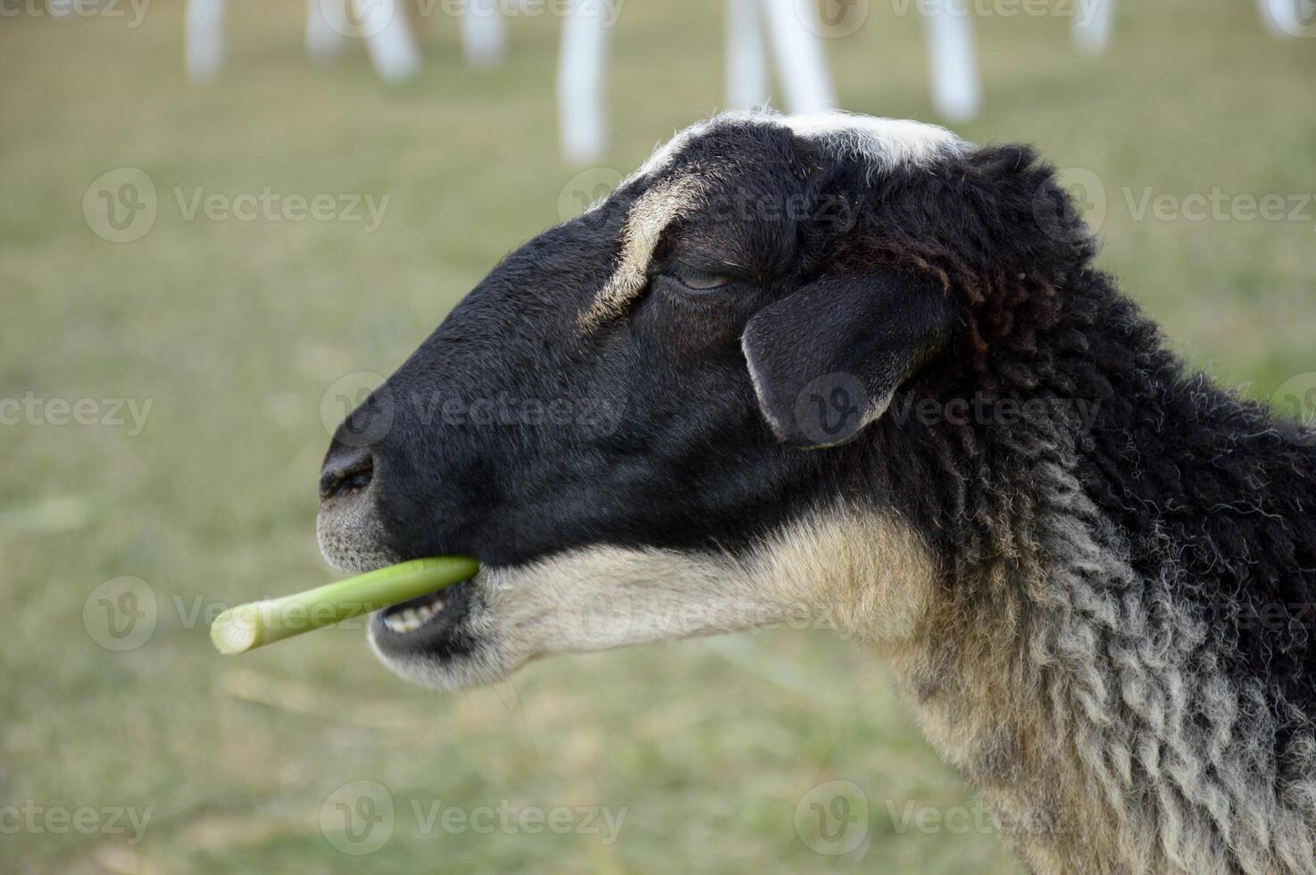 a white sheep eating a green grass photo