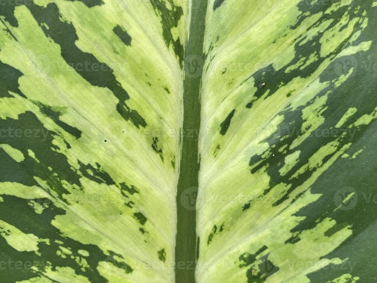 close up Dumb cane leaf texture photo