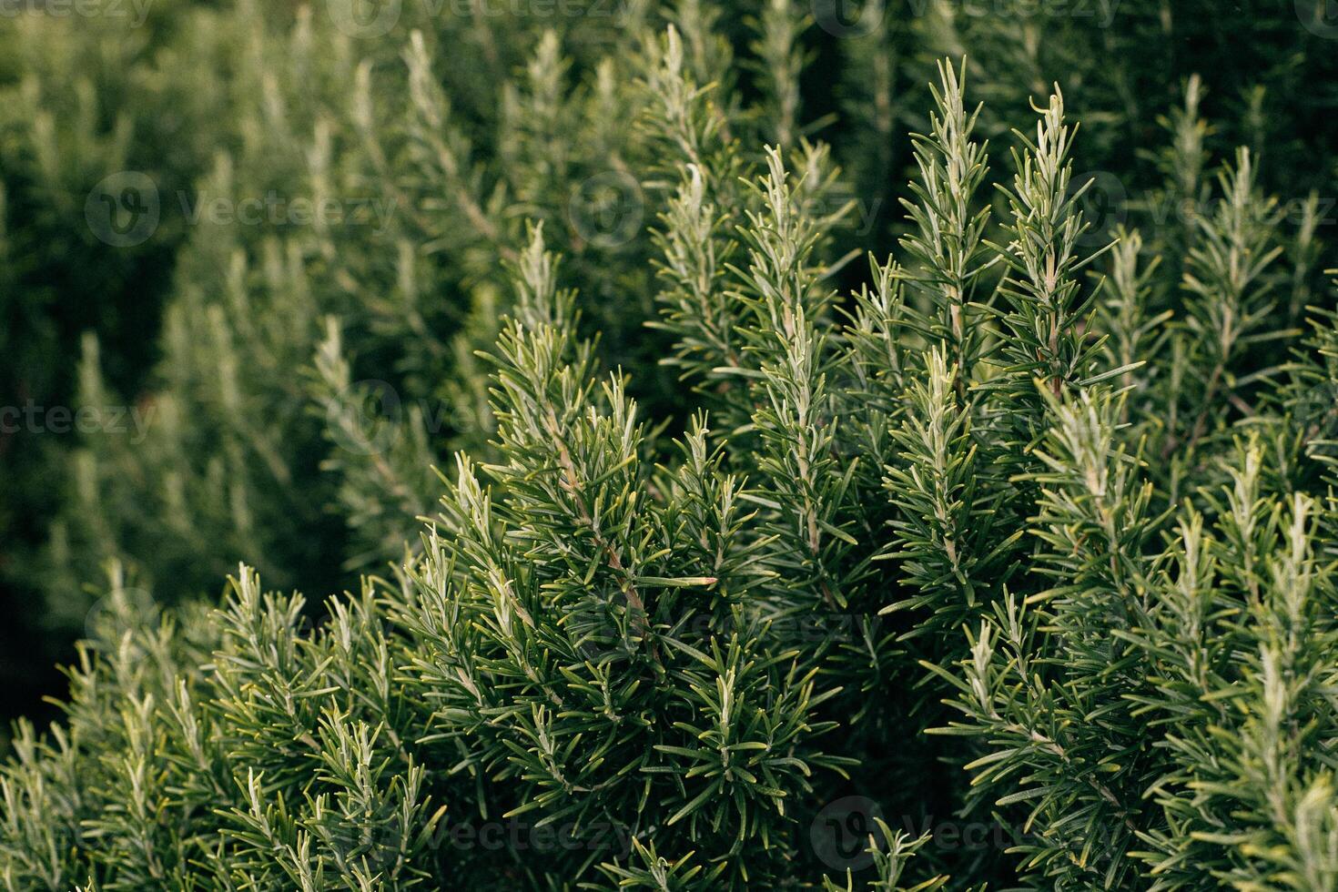 Sprigs of aromatic rosemary in the garden on a sunny day.. photo
