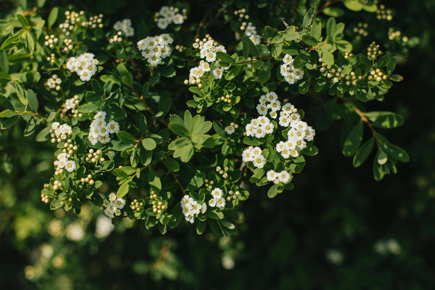 Beautiful white flowers of a Hawthorn Tree in a spring garden. photo
