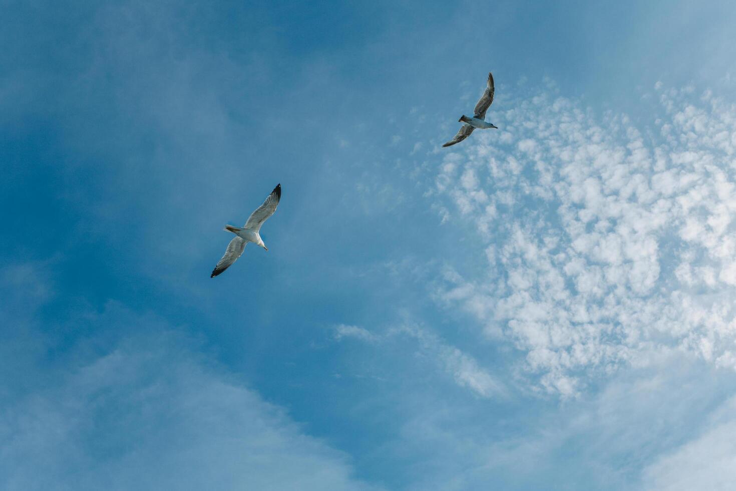 Seagulls in the blue sky photo