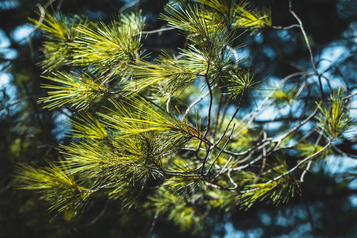 Branches of green pine tree in a blue sky. photo