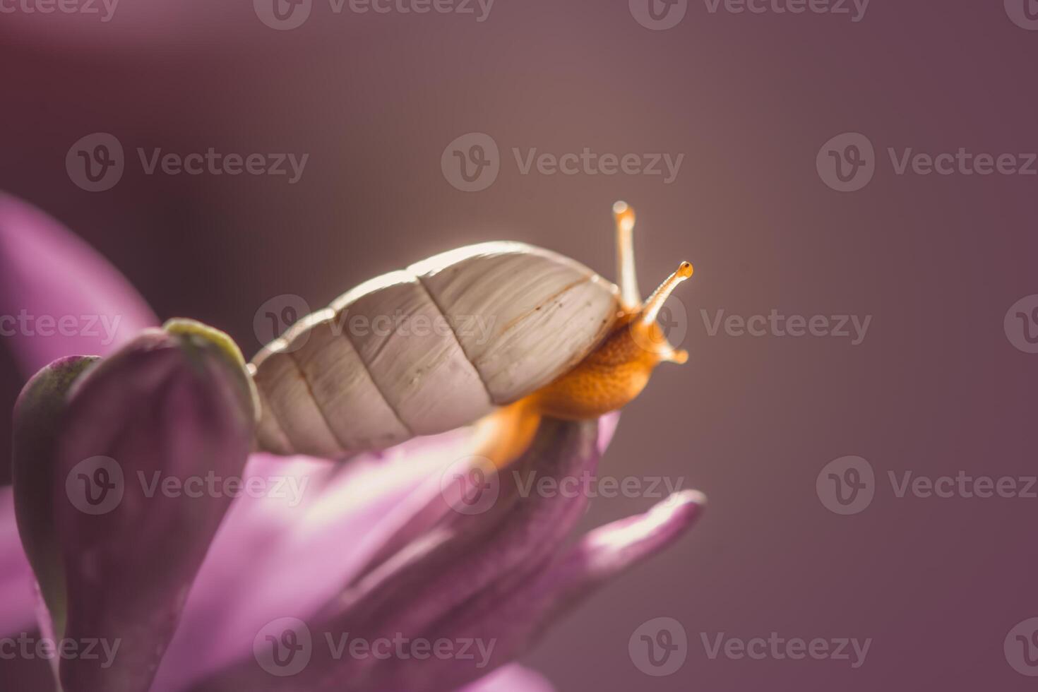 a beautiful snail with a white long shell Limicolaria unicolor crawls on a pink hyacinth flower photo