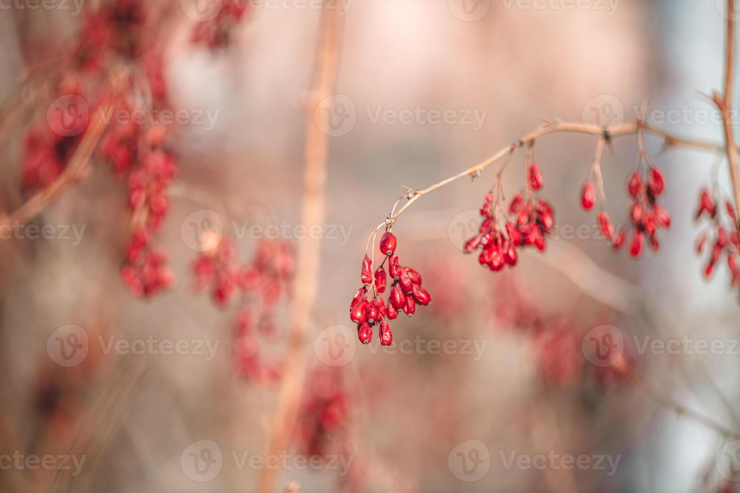 Red barberry berries on a branch. Berberis vulgaris on a bush in autumn forest, medicinal plant photo