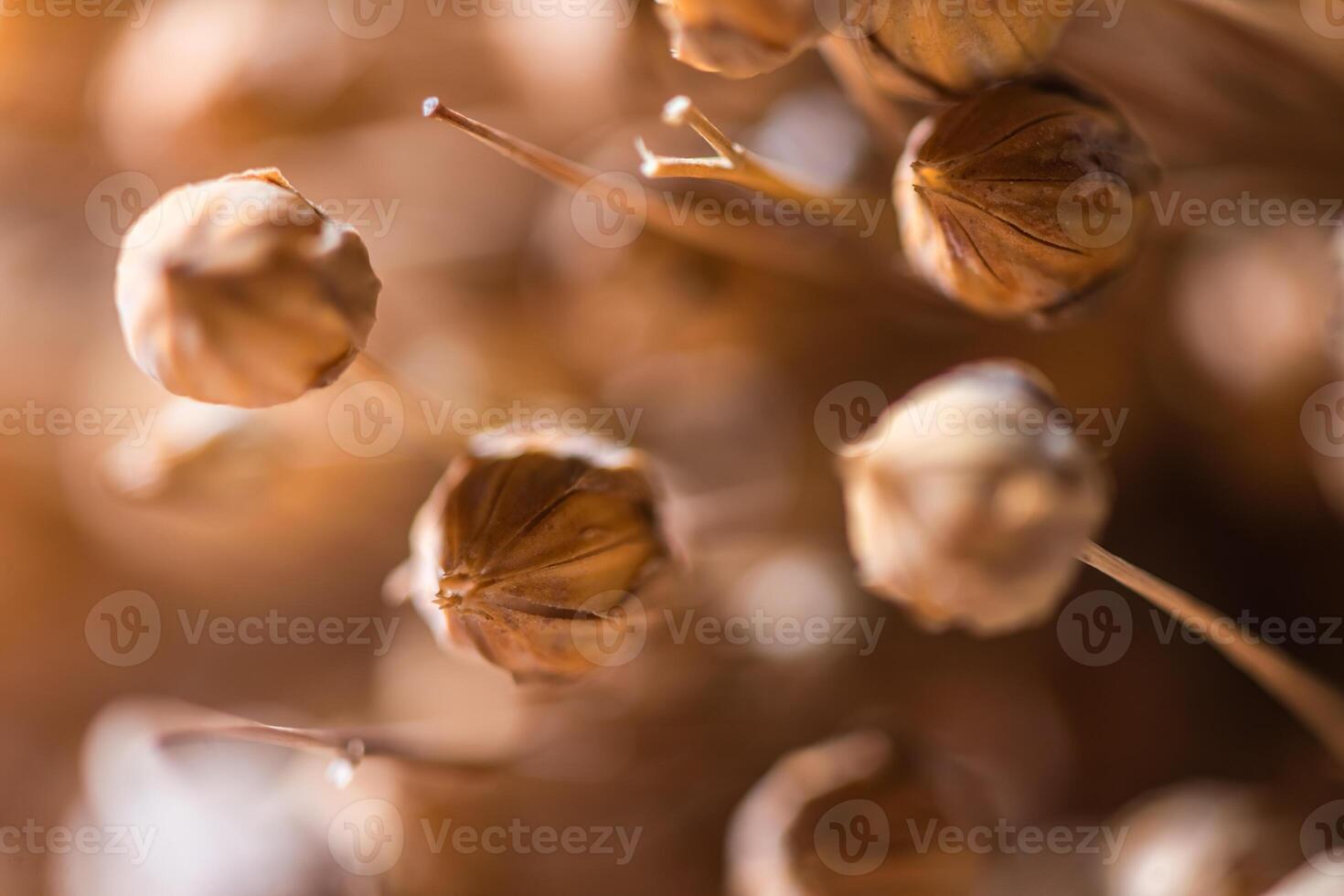 Close up photo of flax flower in the middle of ripe flax capsules, natural background, macro photography