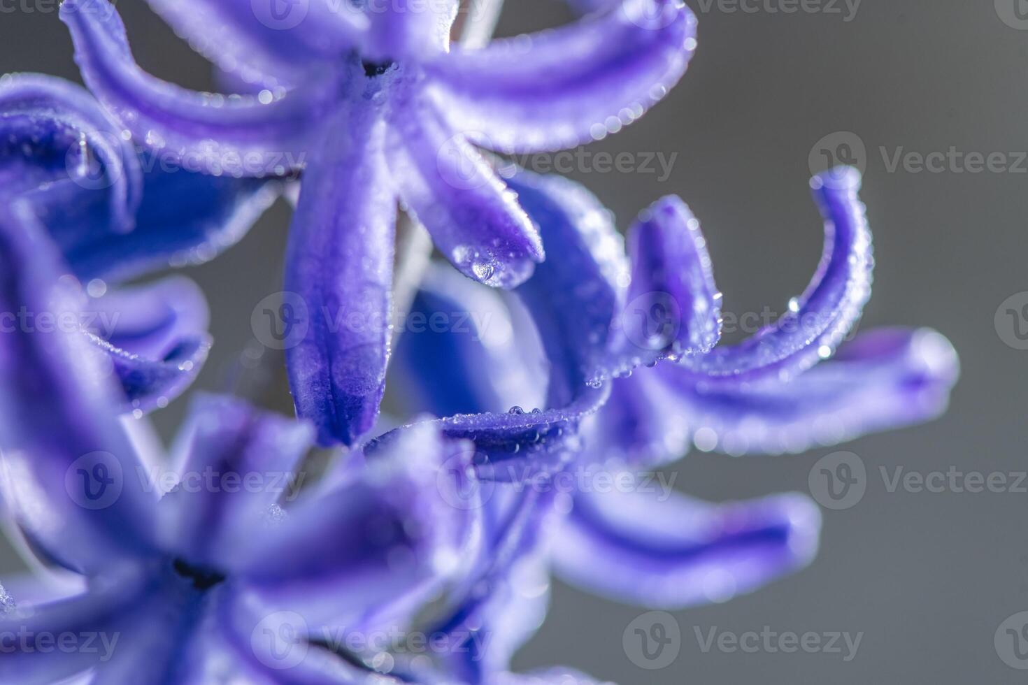 close-up blue, purple hyacinths in the spring. concept spring, flowering, awakening photo