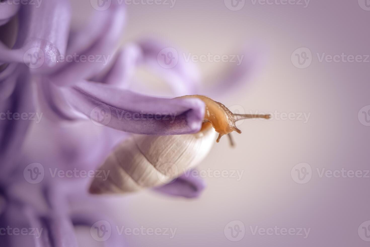 a beautiful snail with a white long shell Limicolaria unicolor crawls on a pink hyacinth flower photo