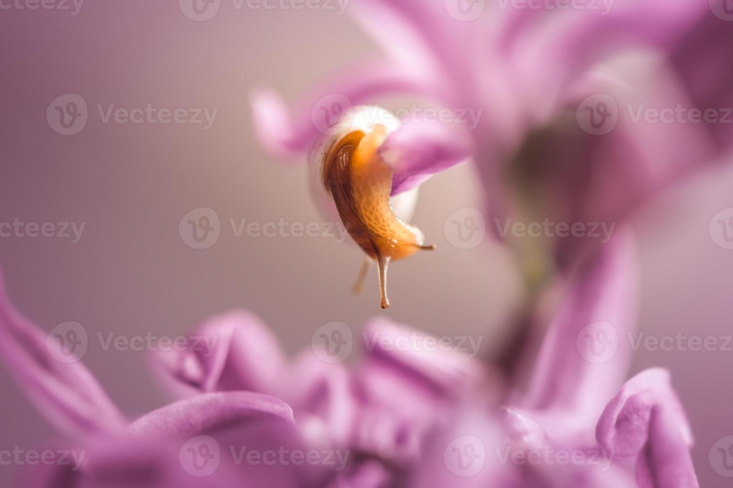 a beautiful snail with a white long shell Limicolaria unicolor crawls on a pink hyacinth flower photo